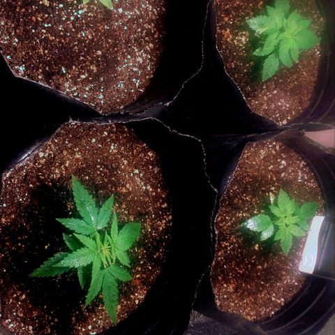 Dream Team growlog timeline photo