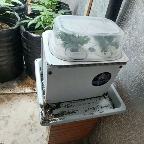 Dream Team growlog photo: Realicé 1er Poda Apical 