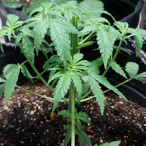 Dream Team growlog photo: Realicé 1er Poda Apical 