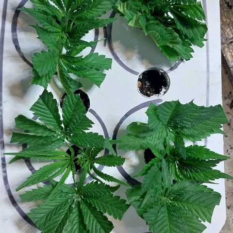 Dream Team growlog photo: Realicé 1er Poda Apical 