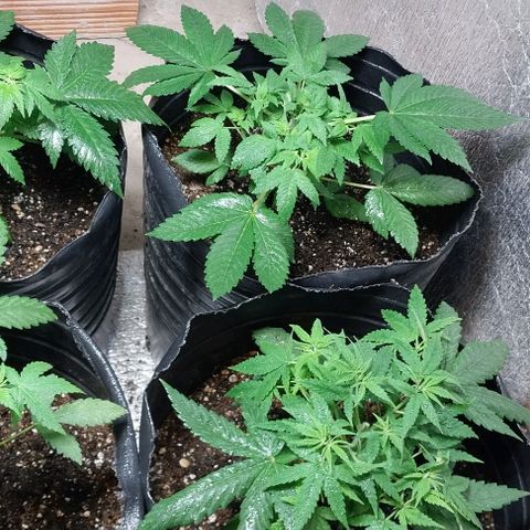 Dream Team growlog photo: Realicé 1er Poda Apical 