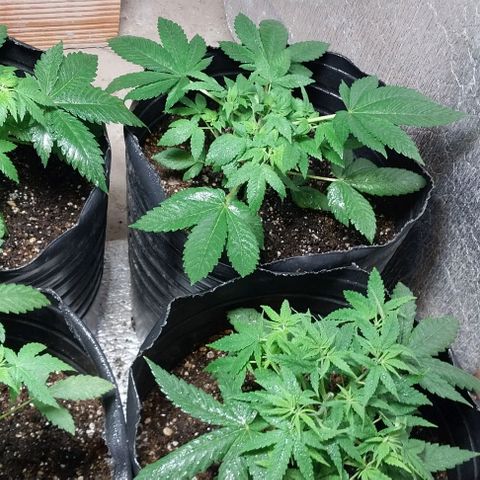 Dream Team growlog photo: Realicé 1er Poda Apical 