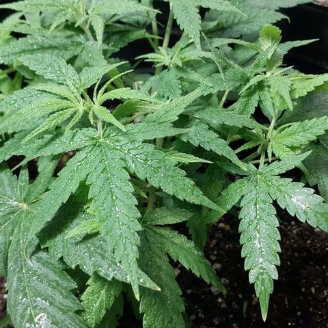 Dream Team growlog photo: Realicé 1er Poda Apical 