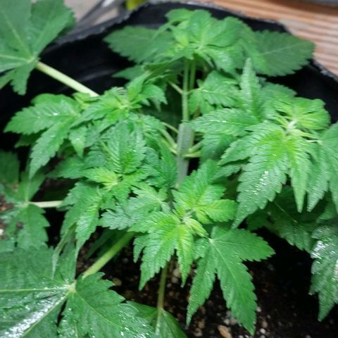 Dream Team growlog photo: Realicé 1er Poda Apical 