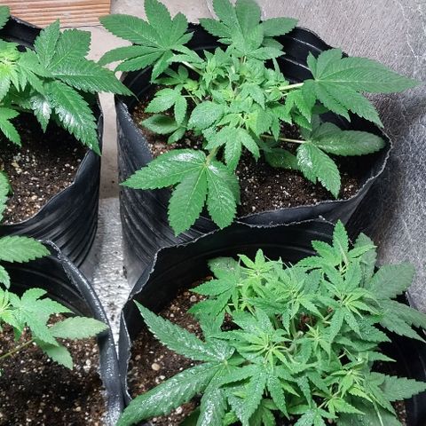 Dream Team growlog photo: Realicé 1er Poda Apical 