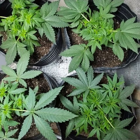 Dream Team growlog photo: Realicé 1er Poda Apical 