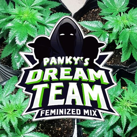 Dream Team growlog timeline photo