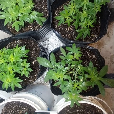 Dream Team growlog photo: Hoy ....Desfoliacion hojas grandes...