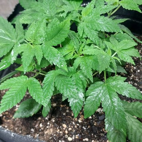 Dream Team growlog photo: Hoy ....Desfoliacion hojas grandes...