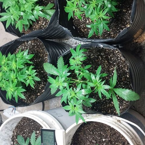 Dream Team growlog photo: Hoy ....Desfoliacion hojas grandes...