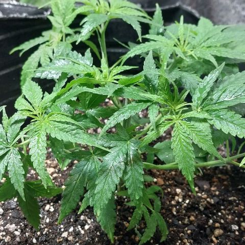 Dream Team growlog photo: Hoy ....Desfoliacion hojas grandes...