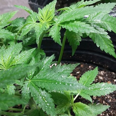 Dream Team growlog photo: Hoy ....Desfoliacion hojas grandes...