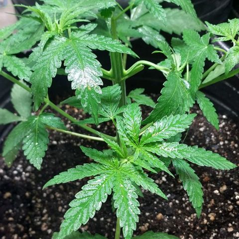 Dream Team growlog photo: Hoy ....Desfoliacion hojas grandes...