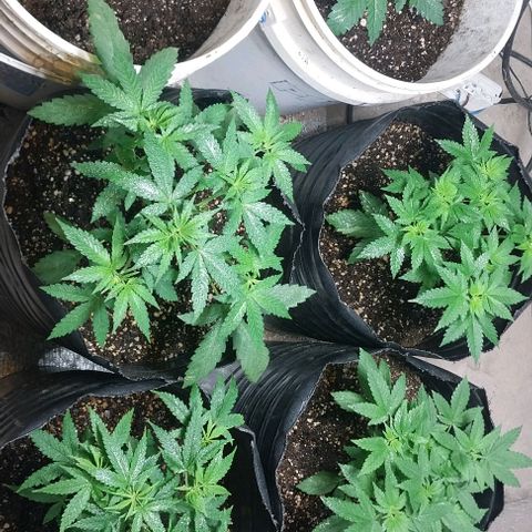Dream Team growlog timeline photo