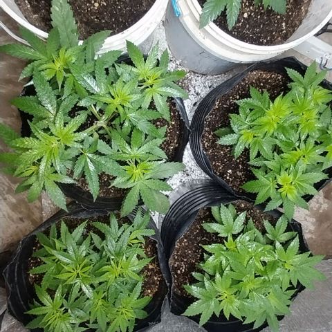 Dream Team growlog timeline photo