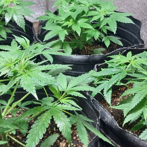 Dream Team growlog timeline photo