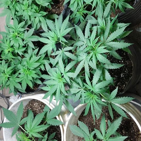 Dream Team growlog timeline photo