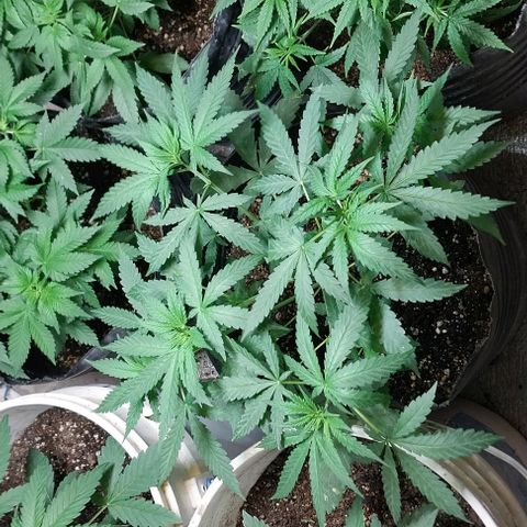 Dream Team growlog timeline photo