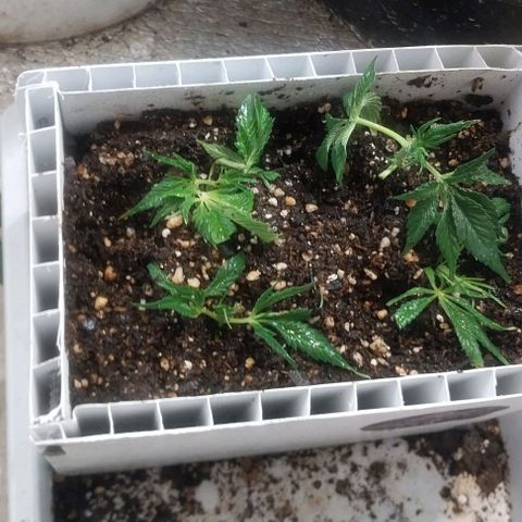 Dream Team growlog photo: Hice 4 esquejes nuevos, los anteriores se pudrió el tallo y reutilizo nuevamente a ver qué  Sale 😂😂👍👍😬