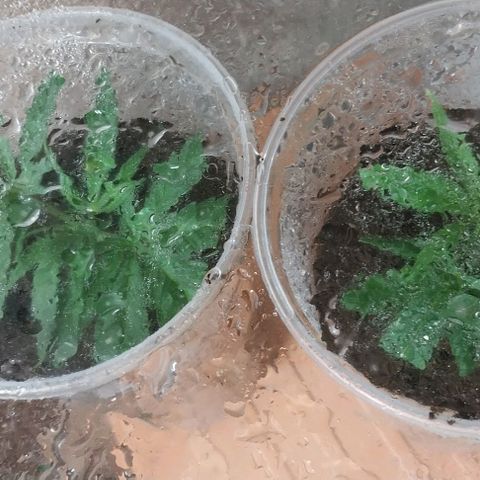 Dream Team growlog photo: Hice 4 esquejes nuevos, los anteriores se pudrió el tallo y reutilizo nuevamente a ver qué  Sale 😂😂👍👍😬