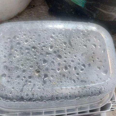 Dream Team growlog photo: Hice 4 esquejes nuevos, los anteriores se pudrió el tallo y reutilizo nuevamente a ver qué  Sale 😂😂👍👍😬