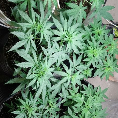Dream Team growlog photo: Hice 4 esquejes nuevos, los anteriores se pudrió el tallo y reutilizo nuevamente a ver qué  Sale 😂😂👍👍😬
