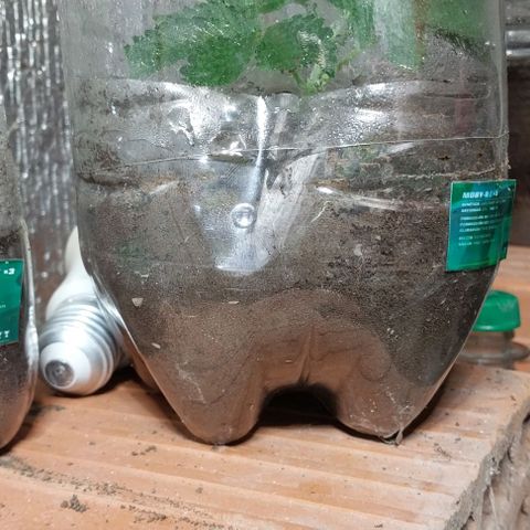 Dream Team growlog photo: Hice 4 esquejes nuevos, los anteriores se pudrió el tallo y reutilizo nuevamente a ver qué  Sale 😂😂👍👍😬