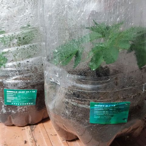 Dream Team growlog photo: Hice 4 esquejes nuevos, los anteriores se pudrió el tallo y reutilizo nuevamente a ver qué  Sale 😂😂👍👍😬