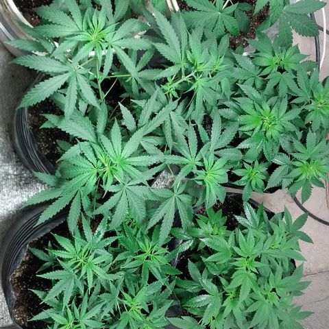 Dream Team growlog timeline photo