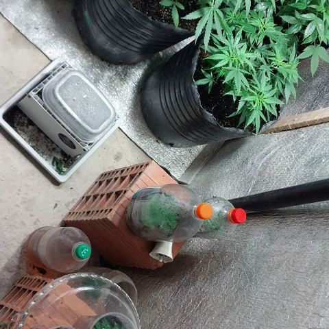 Dream Team growlog timeline photo