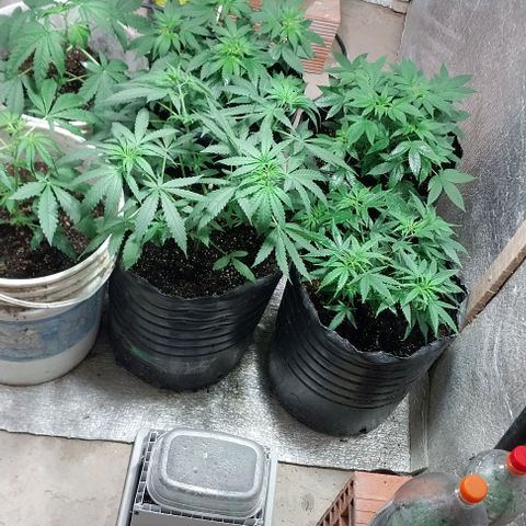 Dream Team growlog timeline photo
