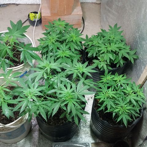 Dream Team growlog timeline photo