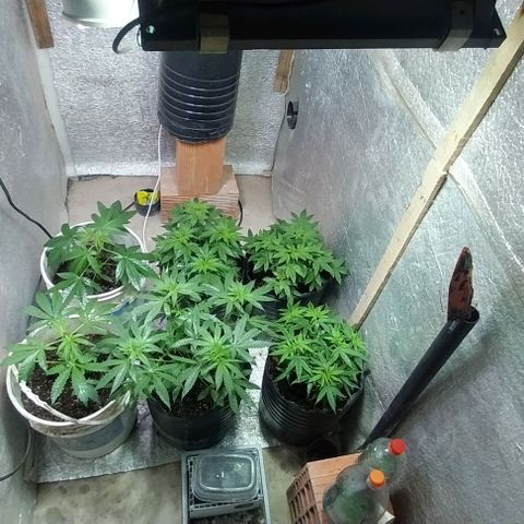 Dream Team growlog timeline photo