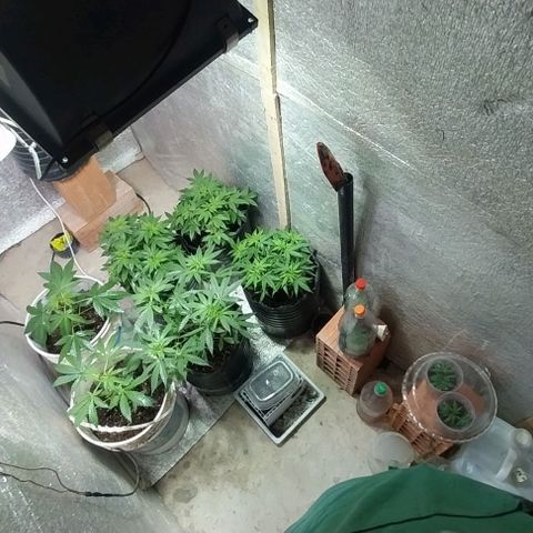 Dream Team growlog timeline photo