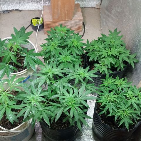 Dream Team growlog timeline photo