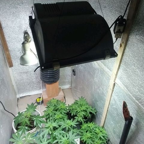 Dream Team growlog timeline photo