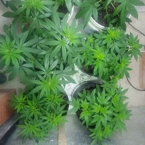 Dream Team growlog timeline photo
