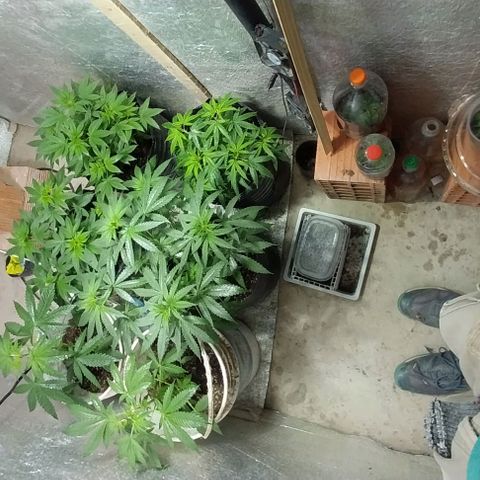 Dream Team growlog timeline photo