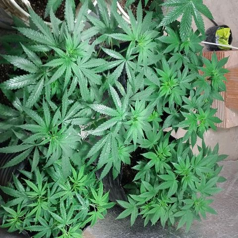 Dream Team growlog timeline photo