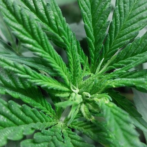 Dream Team growlog timeline photo