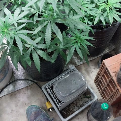Dream Team growlog timeline photo