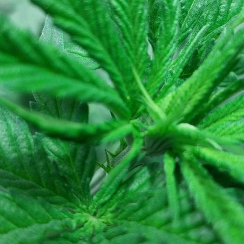 Dream Team growlog timeline photo