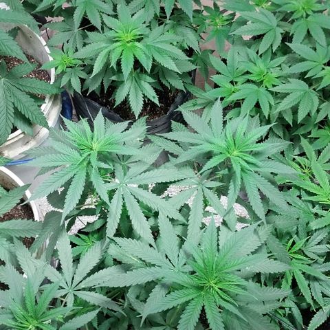 Dream Team growlog timeline photo