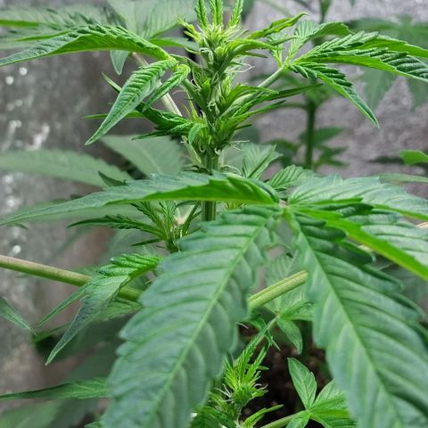 Dream Team growlog timeline photo
