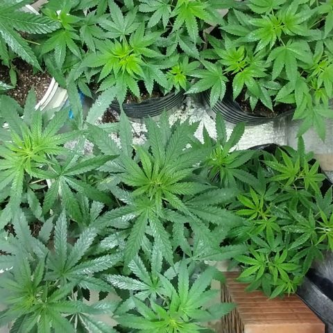 Dream Team growlog timeline photo