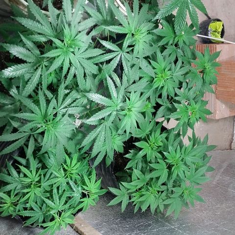 Dream Team growlog timeline photo