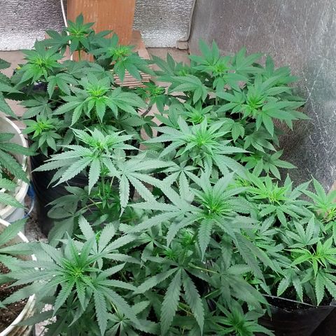 Dream Team growlog timeline photo