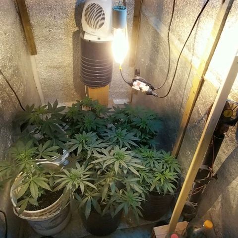 Dream Team growlog photo: Se incorpora sodio 250w del tucumano 