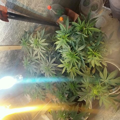 Dream Team growlog timeline photo