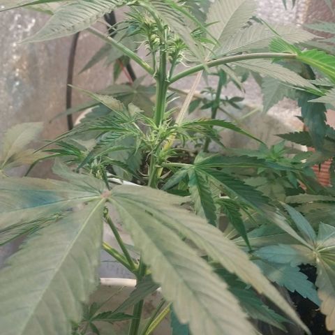Dream Team growlog timeline photo